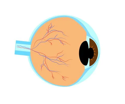 The structure of the human eye on a white background. Cartoon. Vector Stock Illustration