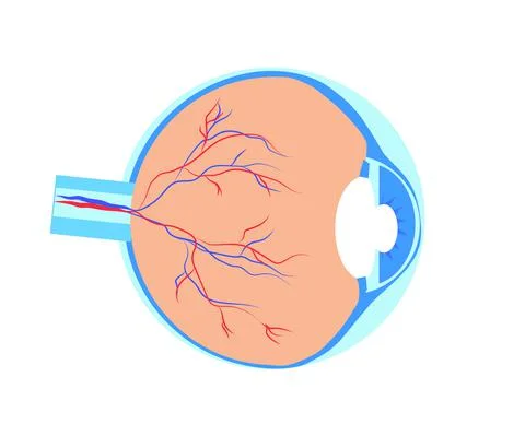 The structure of the human eye on a white background. Cartoon. Stock Illustration