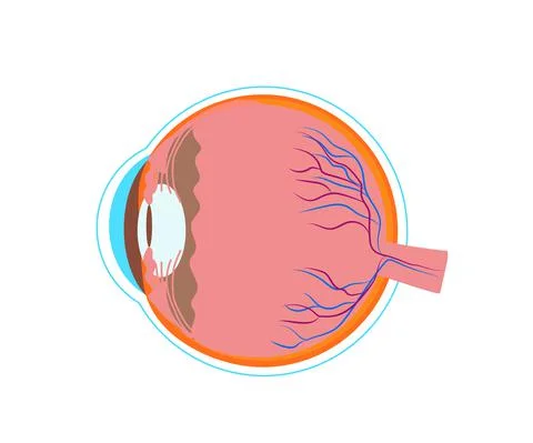 The structure of the human eye on a white background. Stock Illustration