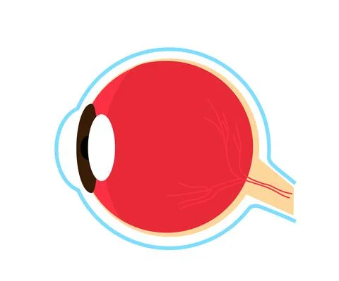 The structure of the human eye on a white background. Stock Illustration
