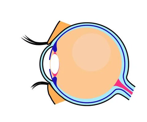 The structure of the human eye on a white background. Stock Illustration