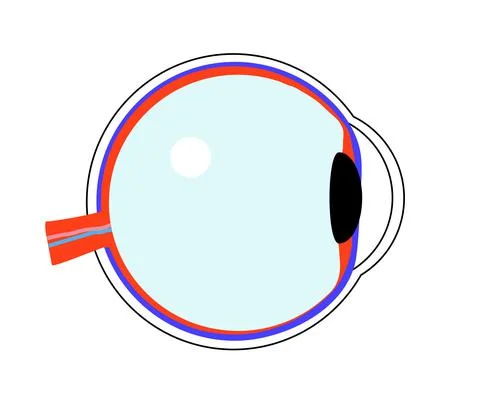 The structure of the human eye on a white background. Stock Illustration