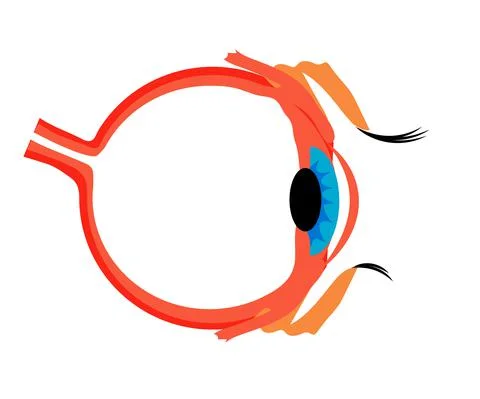 The structure of the human eye on a white background. Stock Illustration