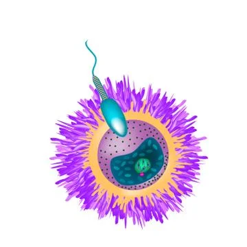 Structure of human gametes egg and sperm vector illustration Stock Illustration