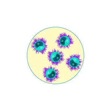 Structure of human gametes egg and sperm vector illustration Stock Illustration