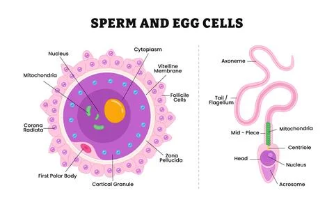 Structure of human gametes : egg and sperm structure anatomy, Human Egg or .. イラスト素材