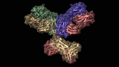 Structure of human immunoglobulin, animated 3D model Stock Footage 152758242