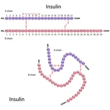 Structure of human insulin Stock Illustration