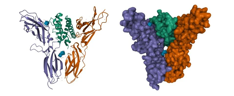 Structure of human interleukin-20 (green) bound to its alpha- and beta-receptor Illustration