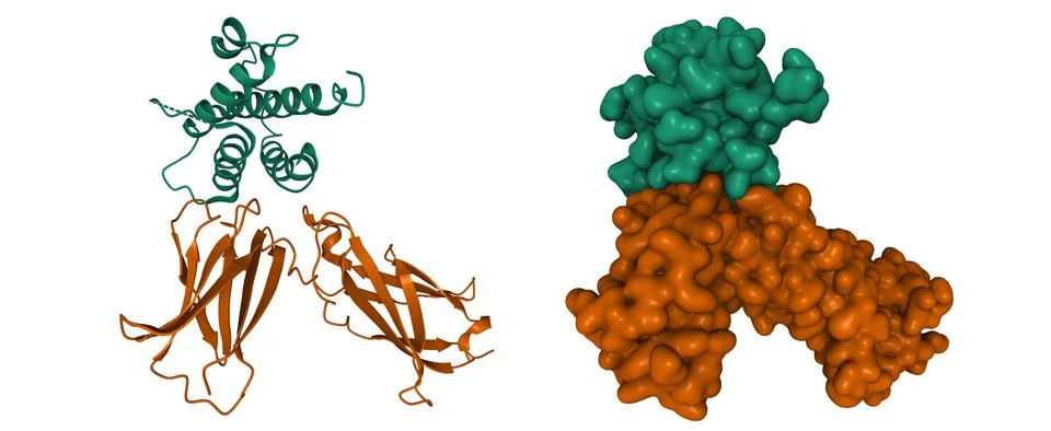 Structure of human interleukin-7 (green) bound to its alpha receptor (brown) Illustration