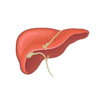 Structure of human liver. Organ of digestion. Biology and physiology concept Stock Illustration
