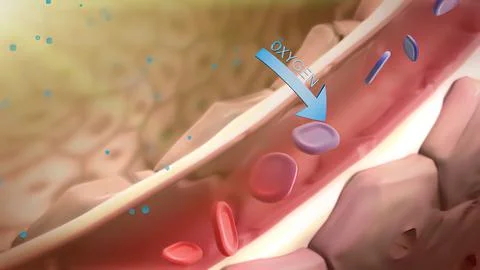 The structure of the human lungs and the working system of the respiratory sy Stock Illustration