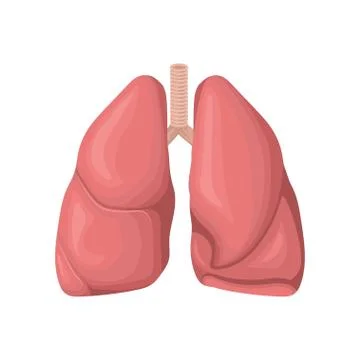 Structure of the human lungs. Concept of respiratory system. Human internal Stock Illustration