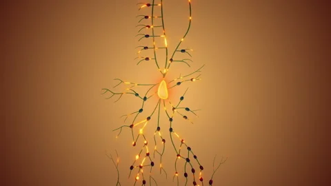 The Structure of Human Lymph Nodes 스톡 동영상 253964695