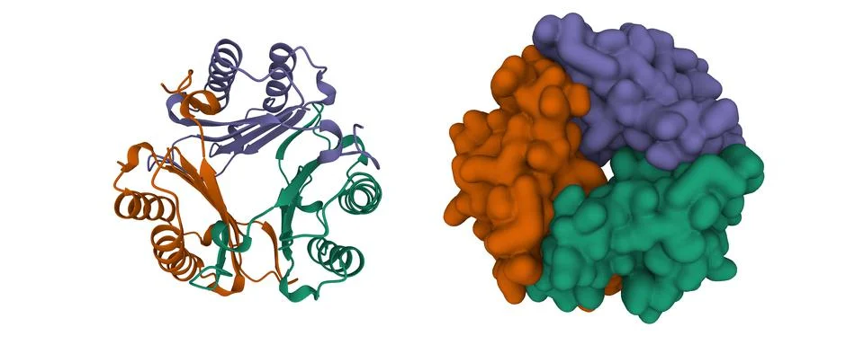 Structure of human Macrophage Migration Inhibitory Factor Stock Illustration
