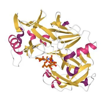 Structure of human pepsin complexed with inhibitor pepstatin Stock Illustration