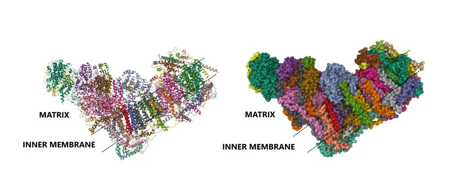 Structure of human respiratory complex I Stock Illustration