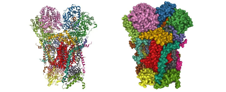 Structure of human respiratory complex III Stock Illustration