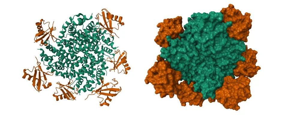 Structure of human RIG-I 2CARD-Ubiquitin complex Stock Illustration