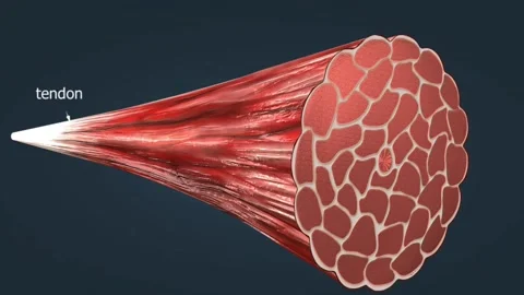 Structure of human skeletal muscles Stock Footage 274841716