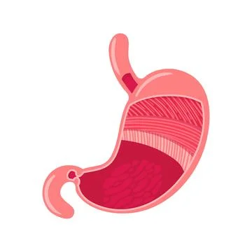 The structure of the human stomach, layers of muscles, mucous membrane. Vector Stock Illustration