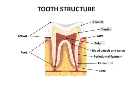 Structure of human teeth Stock Illustration