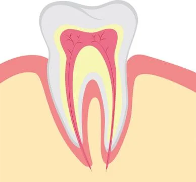 Structure of human tooth, vector illustration Stock Illustration