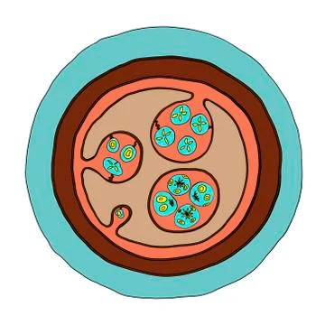 Structure of hydatid cyst of Echinococcus granulosus, illustration. Echinococ Stock Illustration