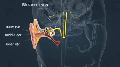 Structure of inner ear, membranous labyrinth Stock Footage 277295002