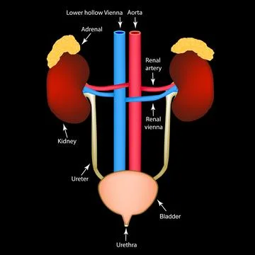 The structure of the kidneys and bladder. Excretory system. Infographics. Vector Stock Illustration