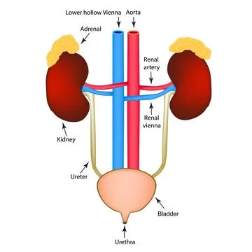 The structure of the kidneys and bladder. Excretory system. Infographics. Vector Stock Illustration
