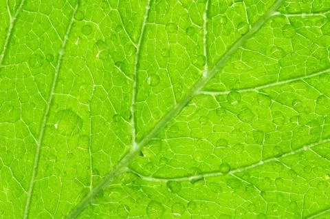 Structure of leaf Stock-Fotos