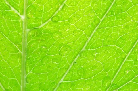 Structure of leaf Stock Photos