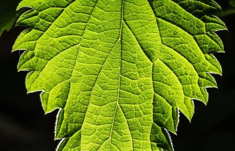 Structure of a leaf Stock Photos