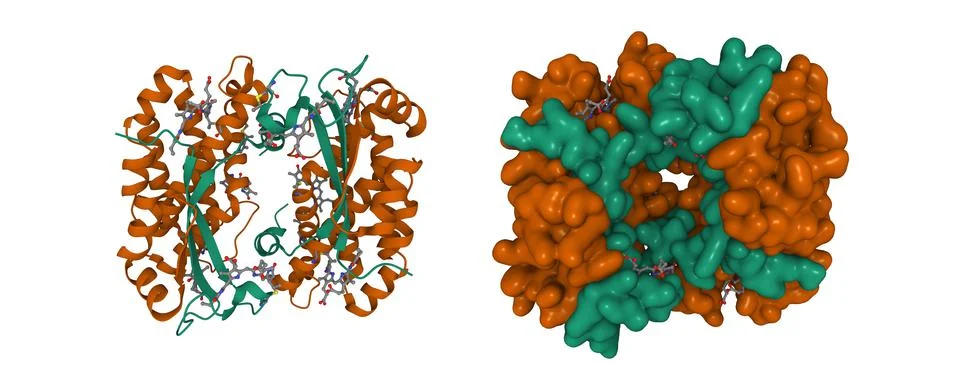 Structure of the light harvesting complex PC577 from Hemiselmis pacifica Stock Illustration
