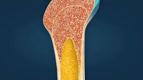 Structure of long bone Video stock 320731449