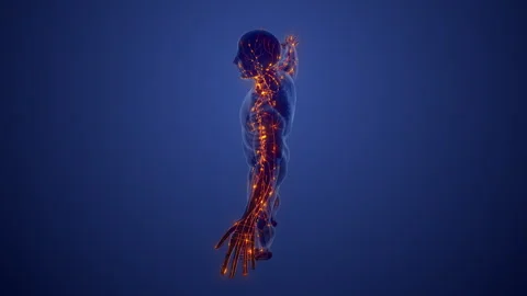 Structure of the Lymphatic System Stock Footage 254635638