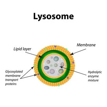 The structure of lysosomes. Infographics. Vector illustration on isolated Stock Illustration