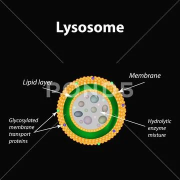 The structure of lysosomes. Infographics. Vector illustration: Royalty ...