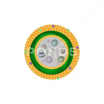 Lysosome Structure Characteristics Of Eukaryotic Cellular Structures