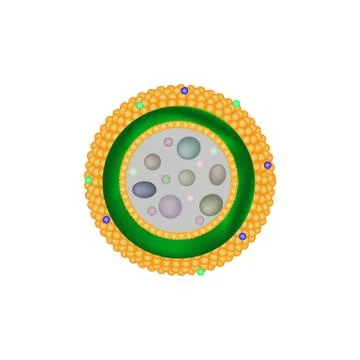 Structure of lysosomes. Infographics. Vector illustration on isolated background Stock Illustration