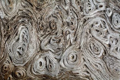 Structure macro wood Stock-Fotos