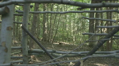 Structure Made of Twigs in the Woods Stock Footage 63929236