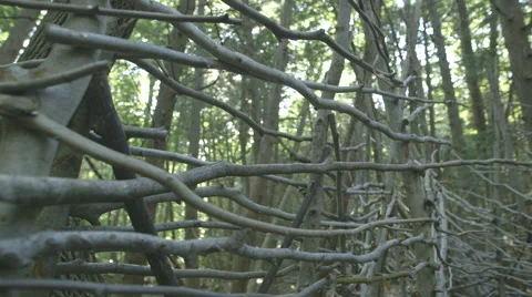 Structure Made of Twigs in the Woods Video stock 63929511