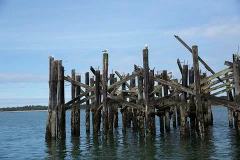 Structure made of wood columns set in the ocean perched all over with gulls a Stock Photos