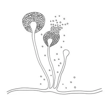 Structure of Mucor mold, bread mold fungi Stockillustratie