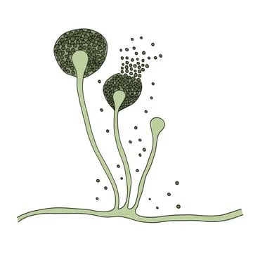 Structure of Mucor mold, bread mold fungi Stock Illustration