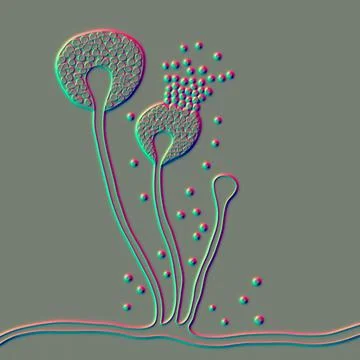 Structure of Mucor mold, bread mold fungi Stock Illustration