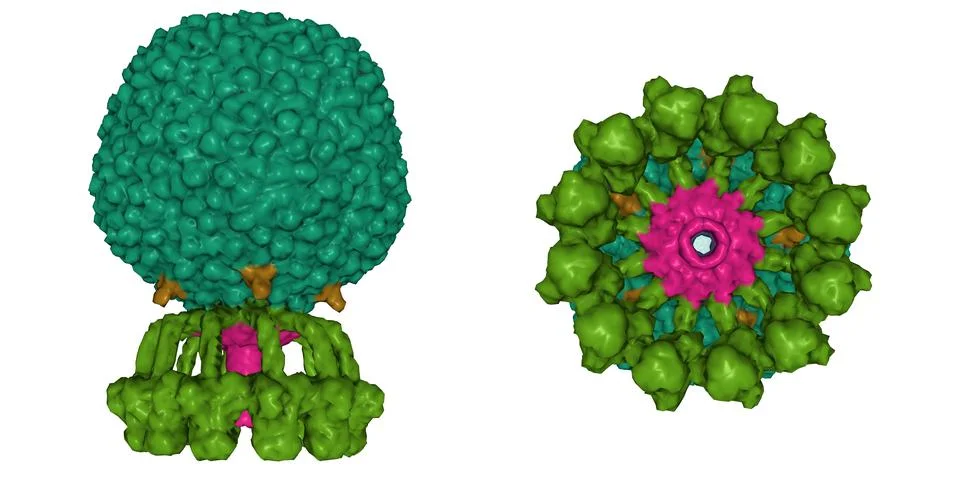 Structure of native bacteriophage P68 Illustrazione stock