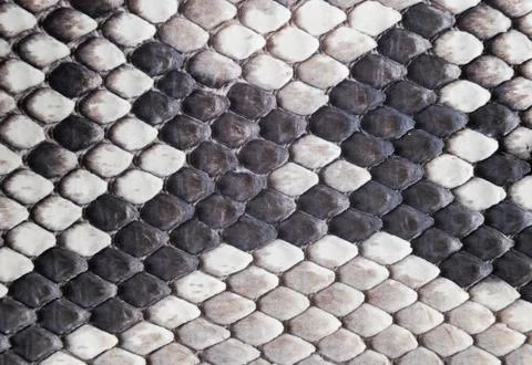 Structure natural snake skin pattern. Piton skin background. Python skin text Stock Photos